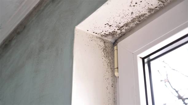 Why You Should Choose Our Mold Remediation Services in Springmont, PA